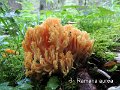 Ramaria aurea-amf404-2